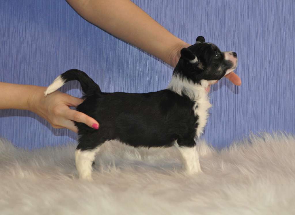 Nephrite Eastern Beauty