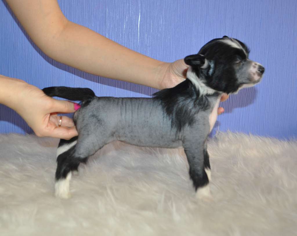 Nevada Delicious Victory