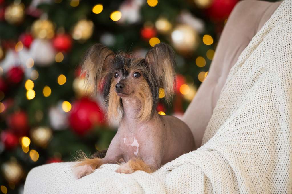 Sasquehanna (FCI) Ella