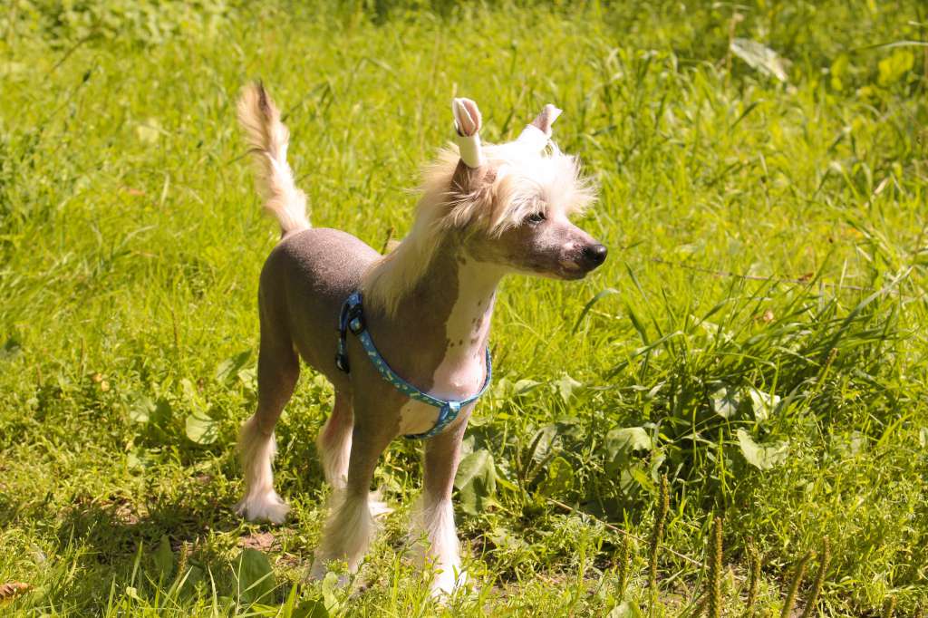 Luniks Stail  Valentino