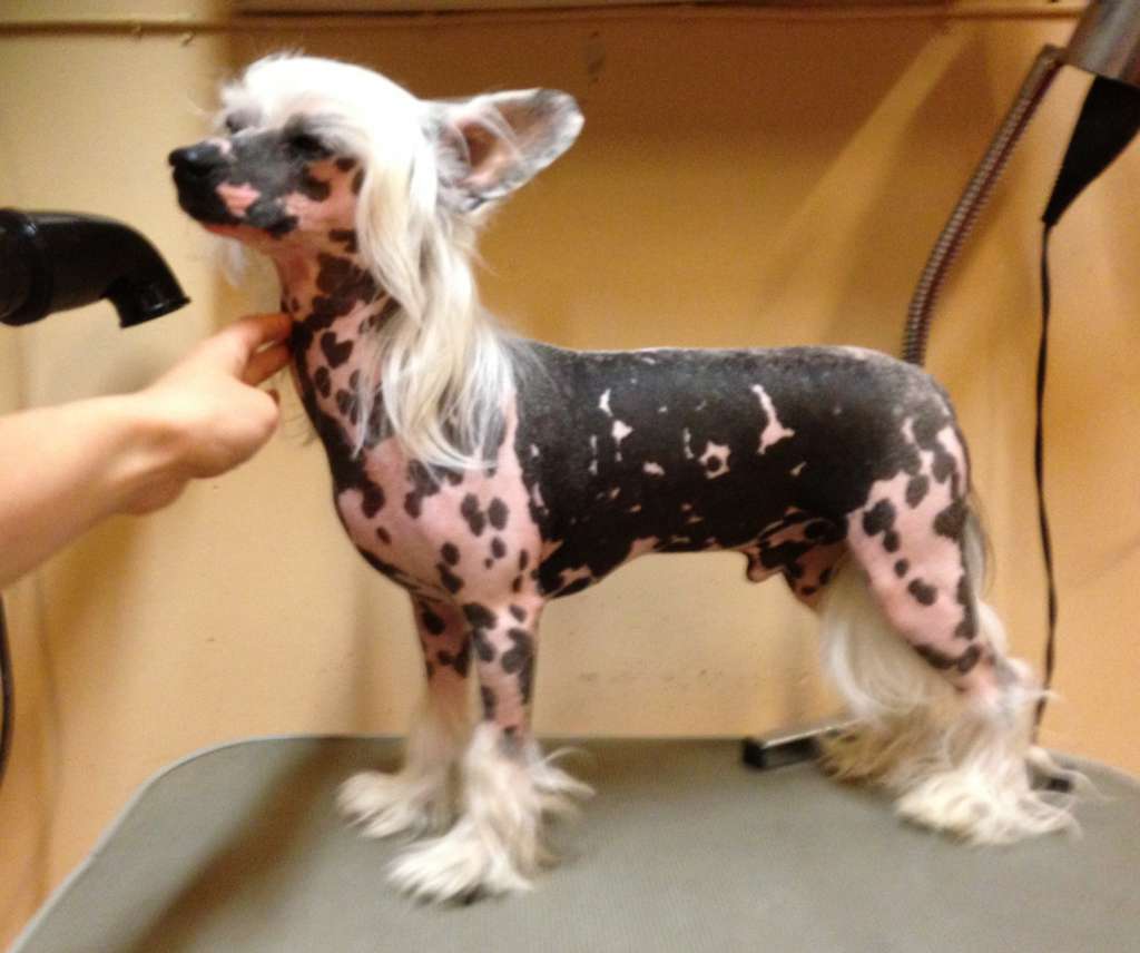 Jean Dark Hooked On A Feeling