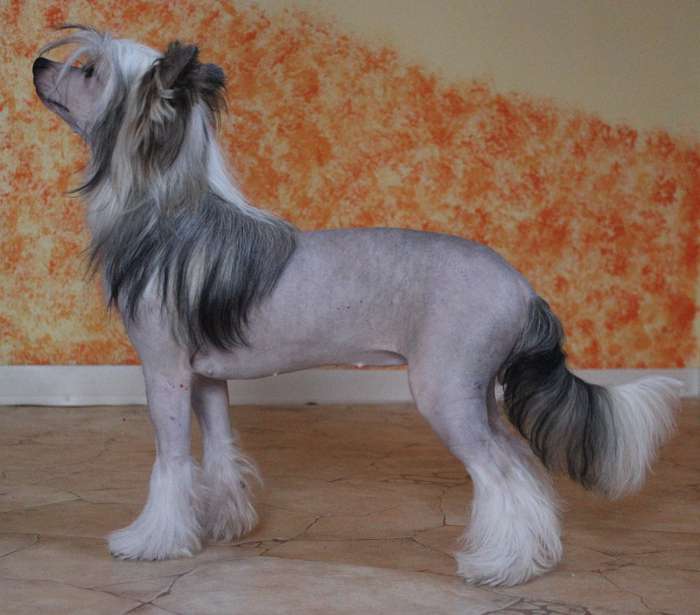 Noria Victis Gattaca