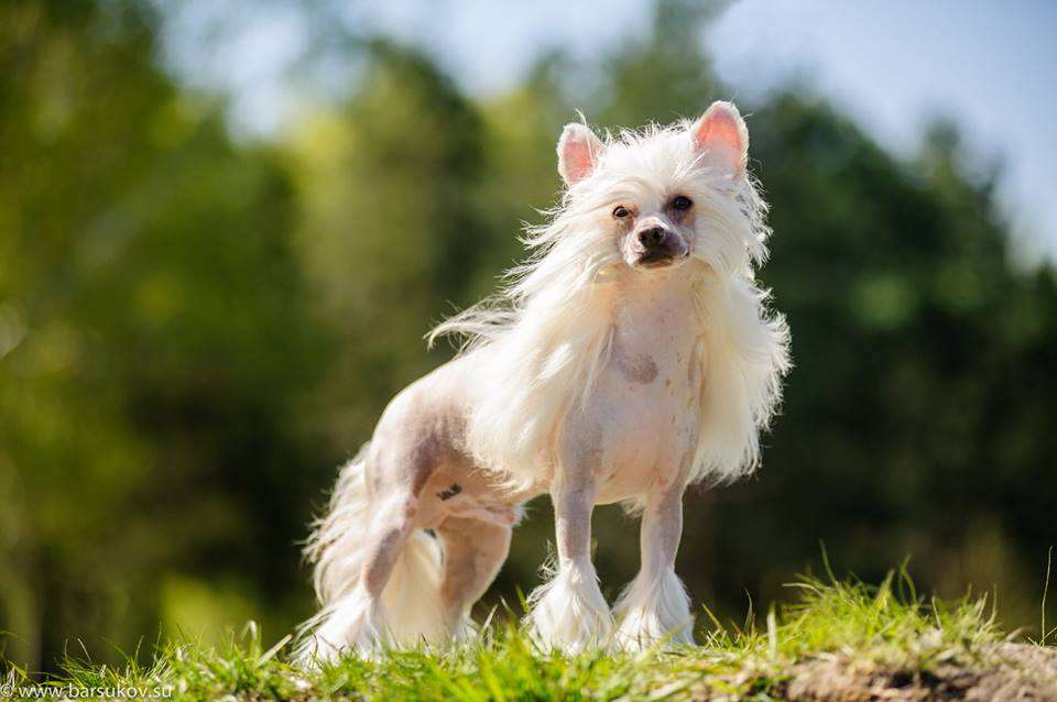 Sol'tanto Vinco Sempre