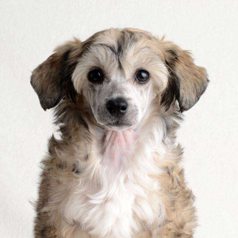 Amor Bella's Billy The Kid