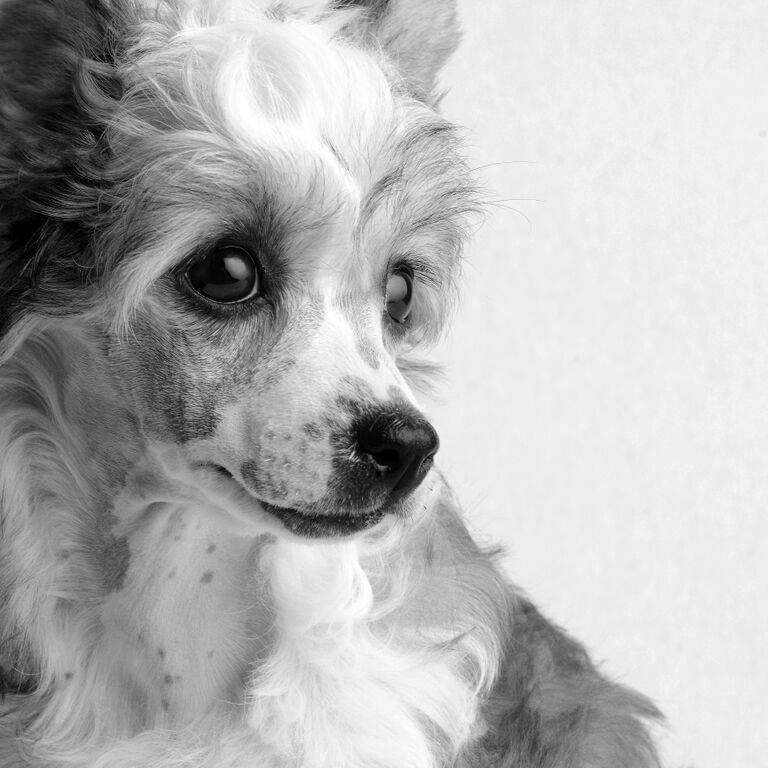 Amor Bella's Born This Way