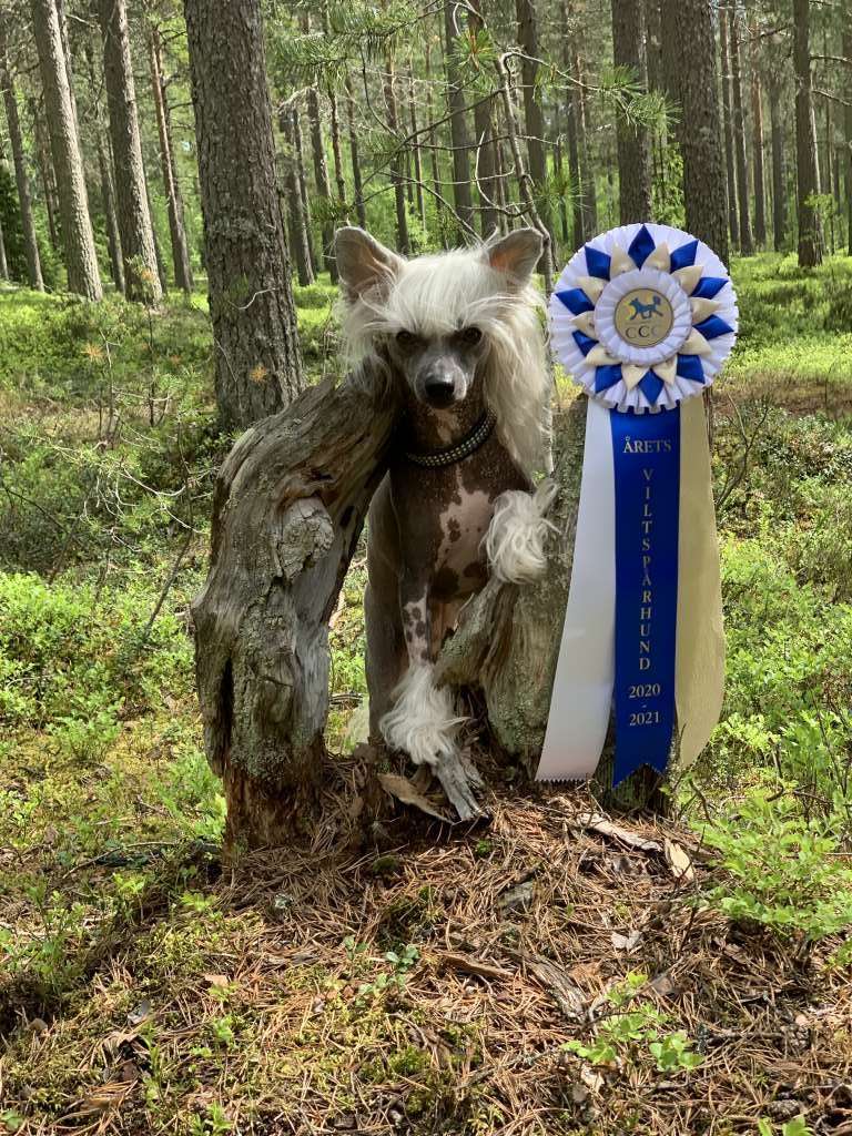 Beachcrest Going Funny Hunter