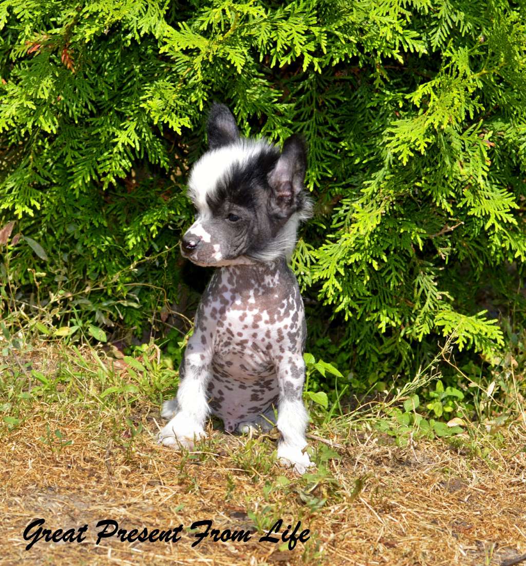 Legion Of Dream Great Present From Life