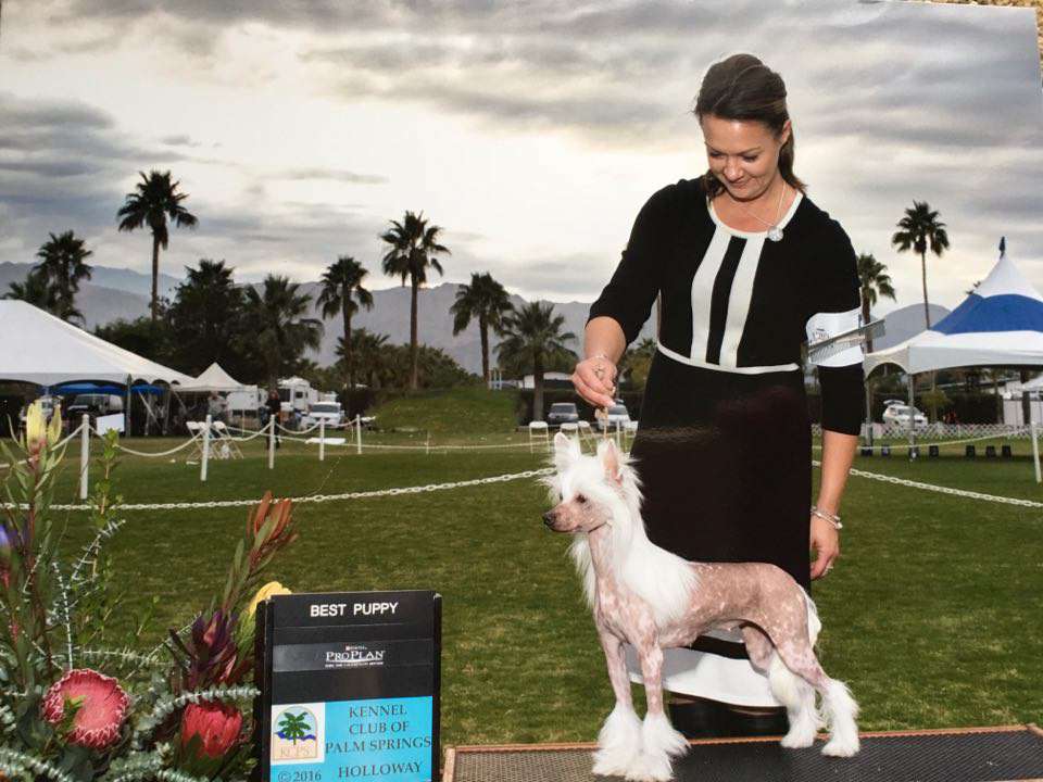 Legion Of Dream Glory Of Magic Musik-Romina