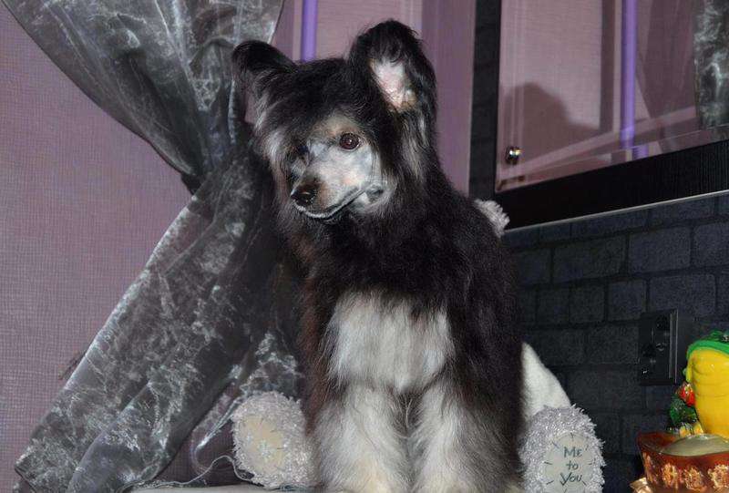 Yunona Sapphire Shine