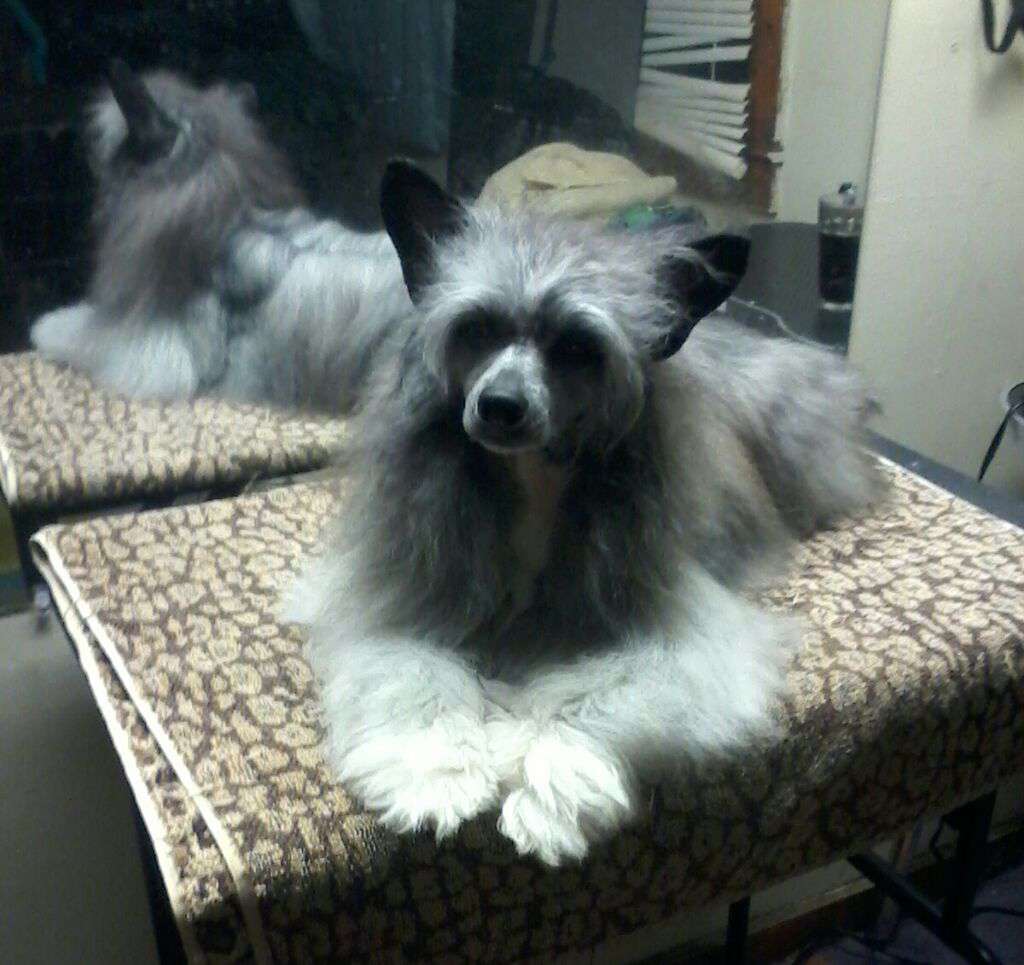 Piquin's Silver Heart N Soul