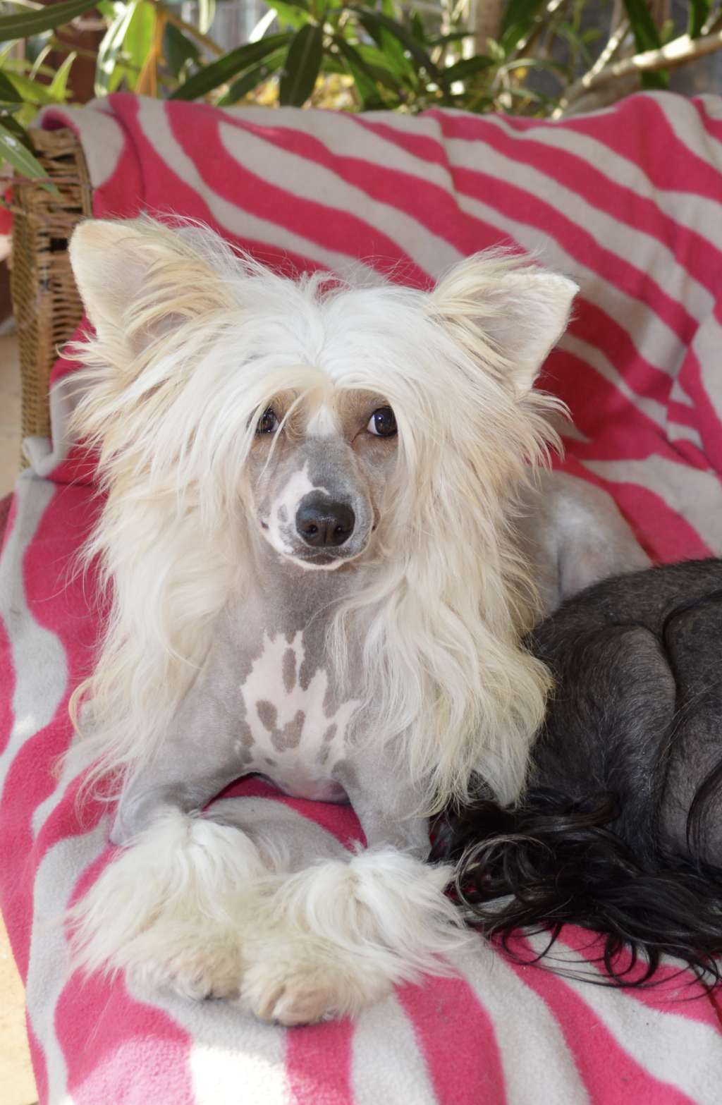 Viva La Juicy von  Shinbashi