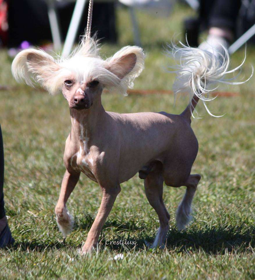 Qigous Fourth Miracle of Life