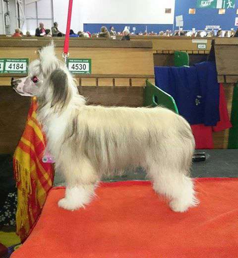 SIGYNS Miss Precious avec Lomharra