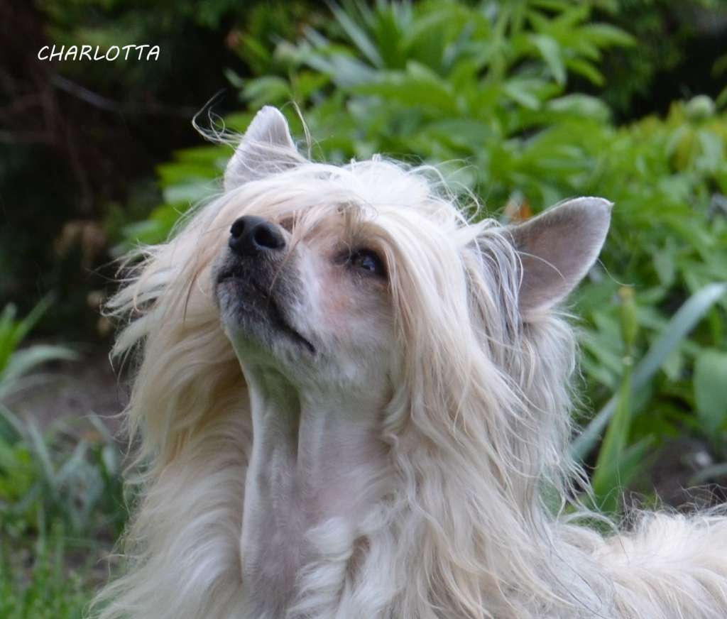 Charlotta Sovello (fci)