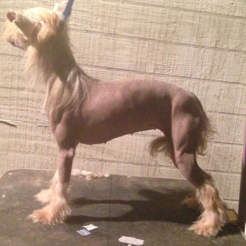 Redwillow's Lola She Was A Showgirl