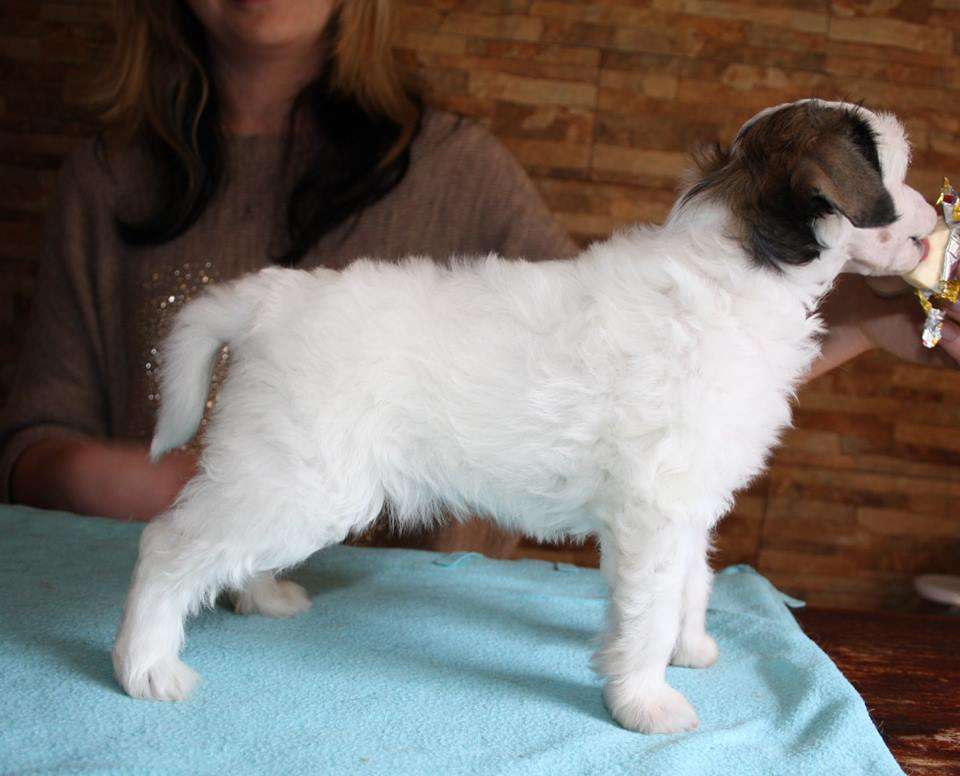 Valerianella Lavandula