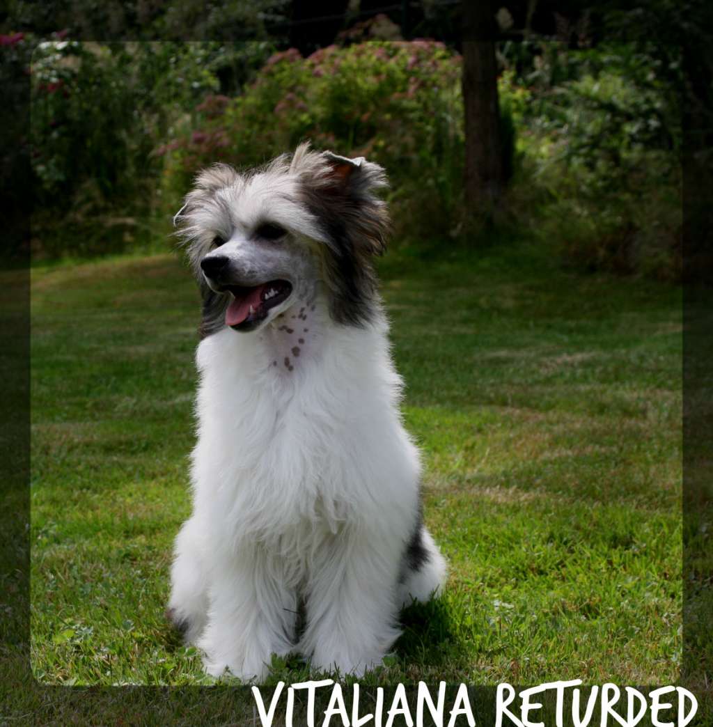 Vitaliana Returned Lavandula