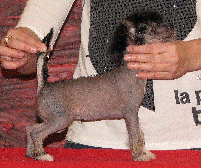 Catherina Sovello Fci