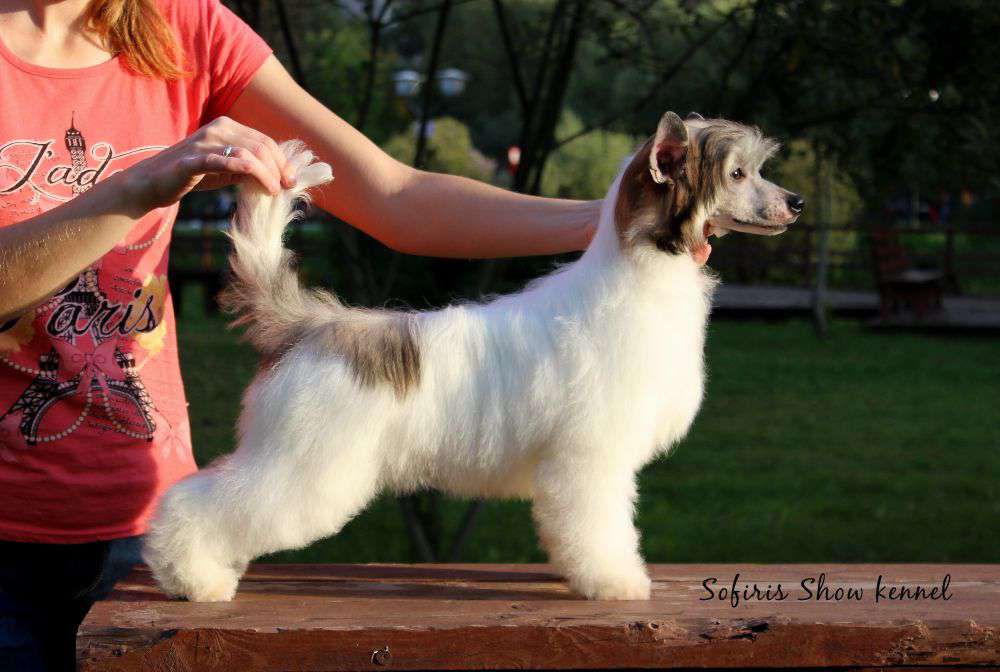 Sofiris Show Dalwhinnie