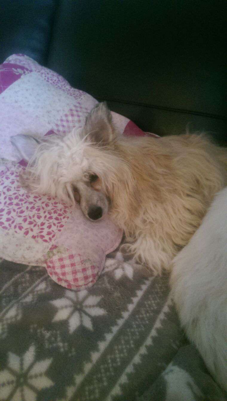 Talitha von den Windpferden