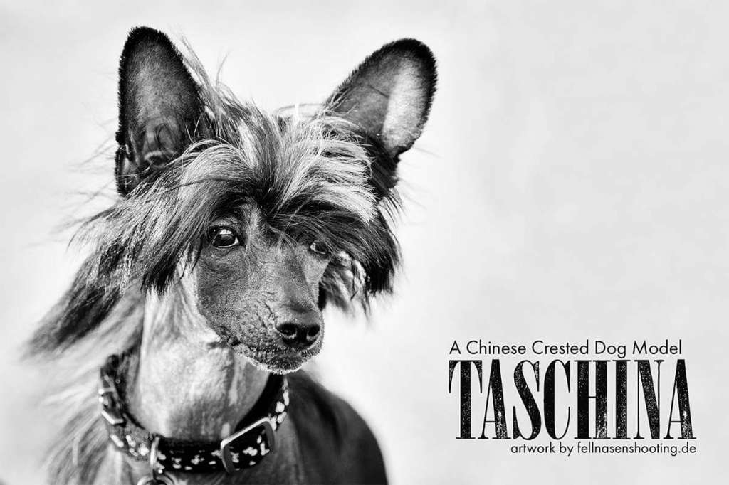 Taschina von den Windpferden