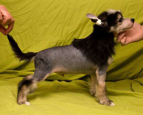 Berenik Pandora Yucatan