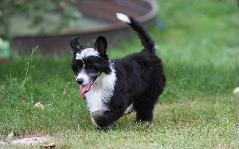 Zahair Charming Avokaduh