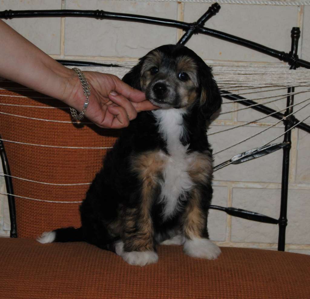 Sapfir iz Tsarskogo Sela Xammer