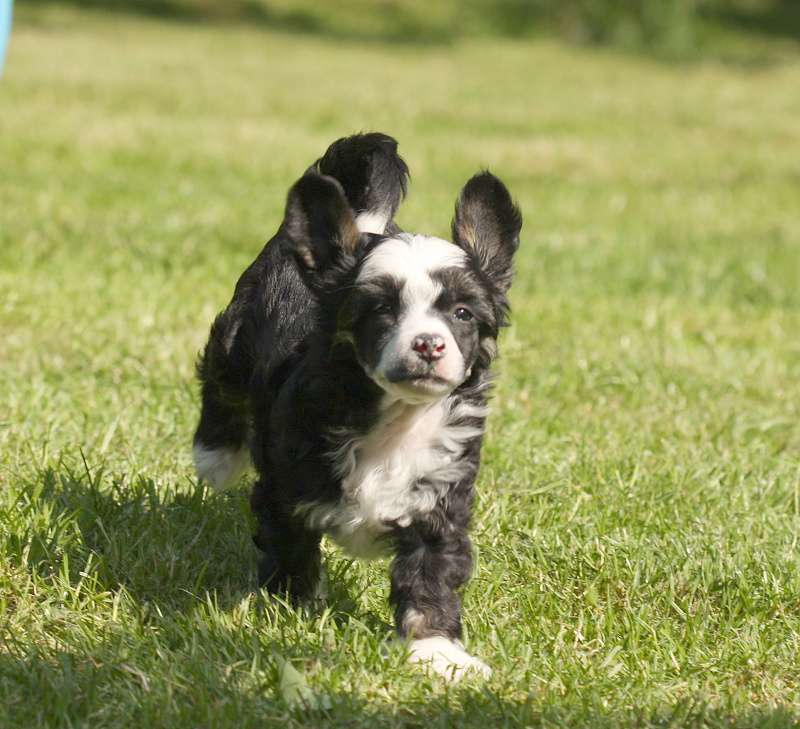 Zippy Chippie Avokaduh