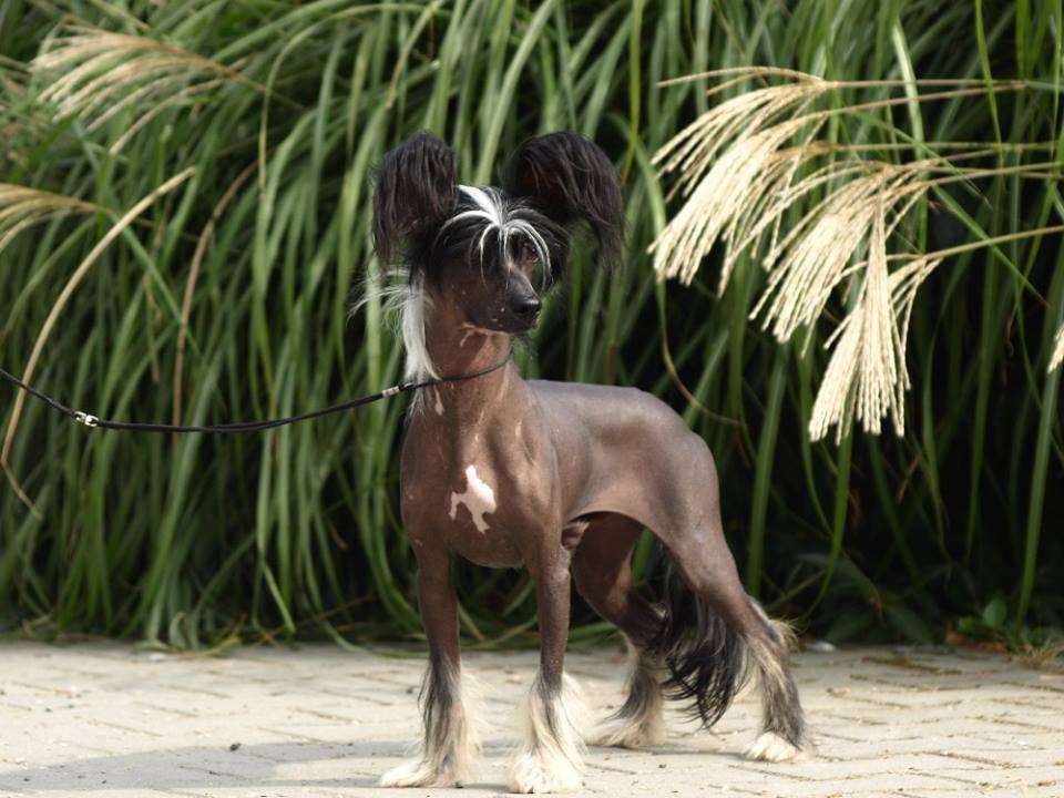 Zarmin Lucky Avokaduh