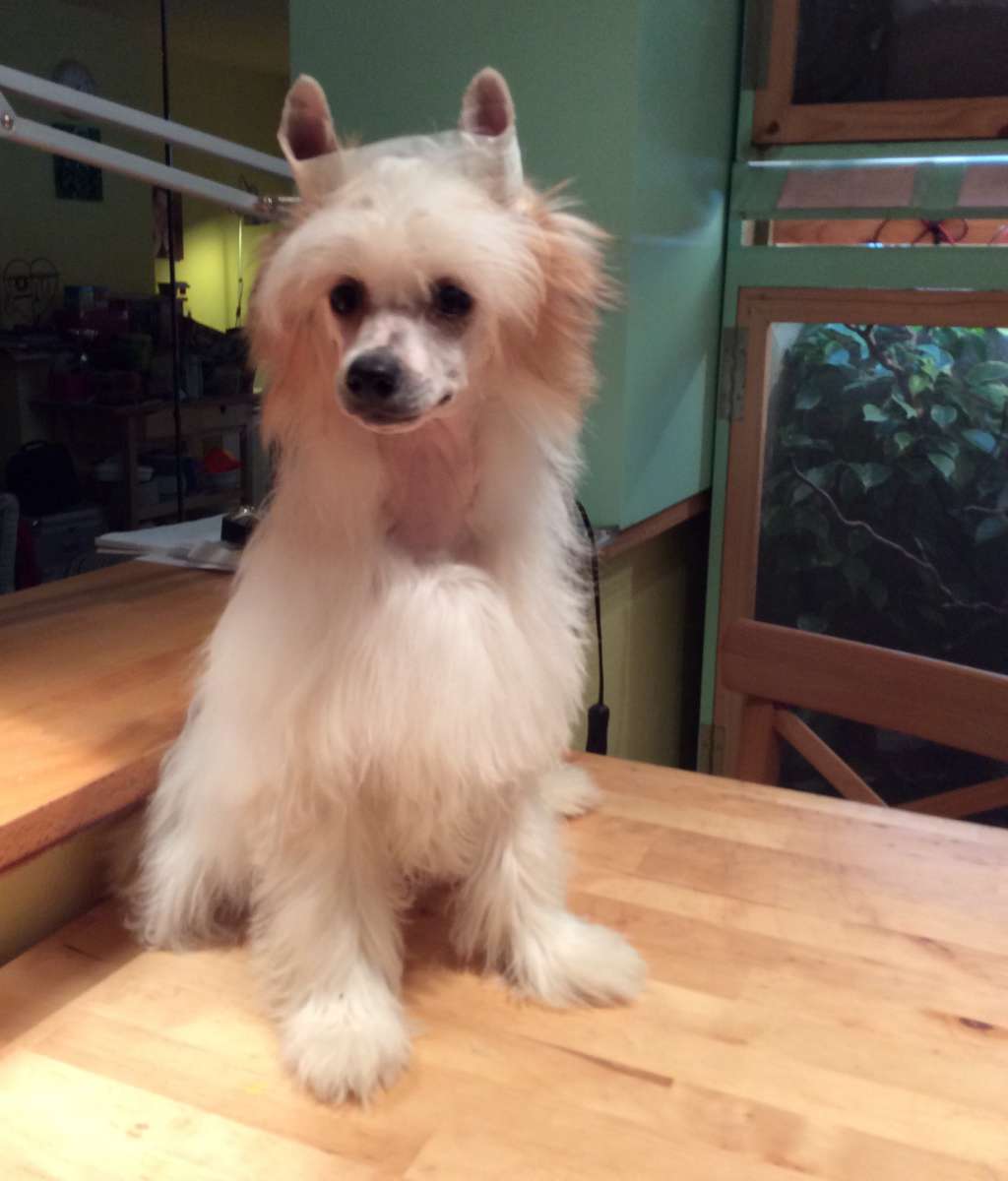 Odilon of Unique Creatures