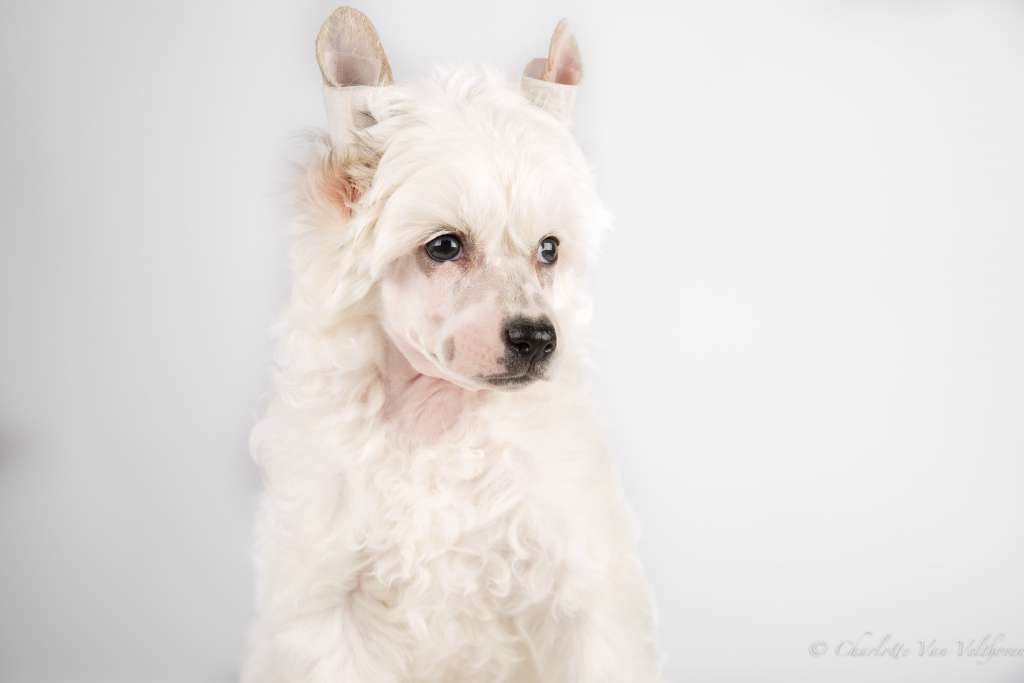 Olaf of Unique Creatures