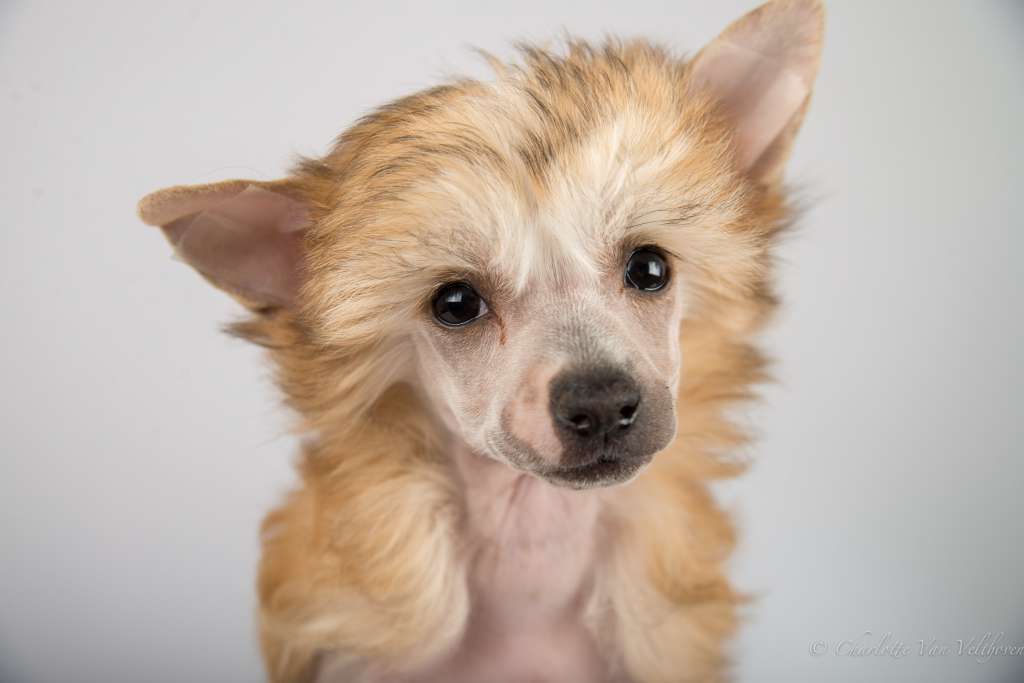 Otje of Unique Creatures