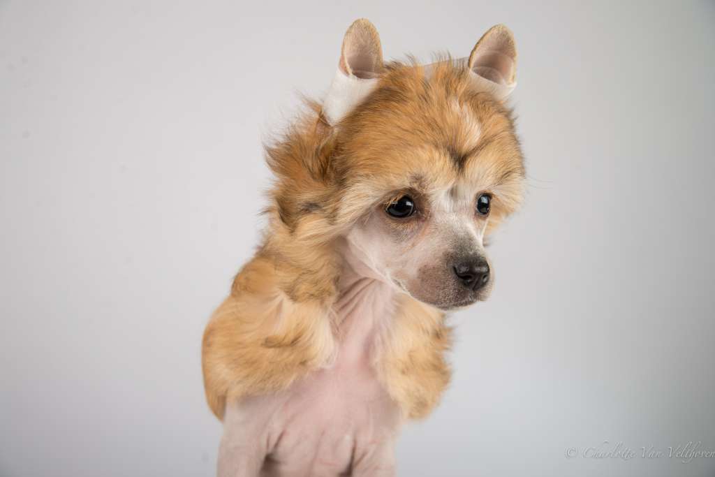 Obery of Unique Creatures