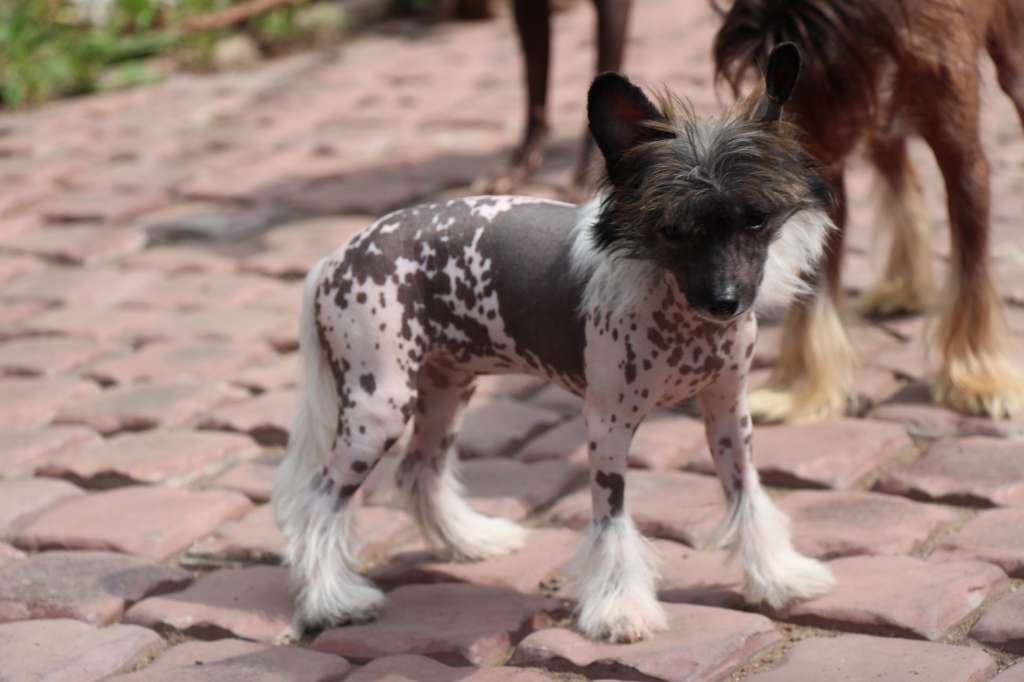 Bella Constanta Universe Of Hope.