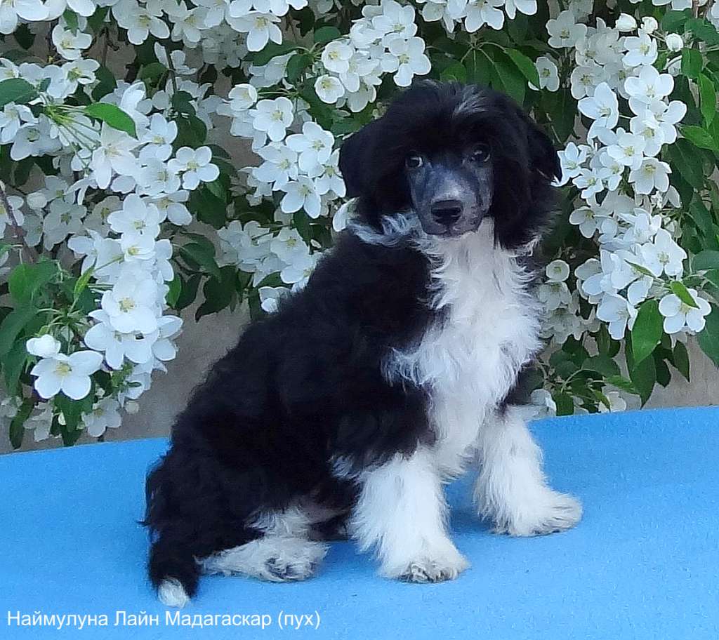 Naimuluna Line Madagaskar (puff)