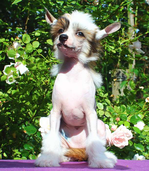 Angel O' Check Dalida