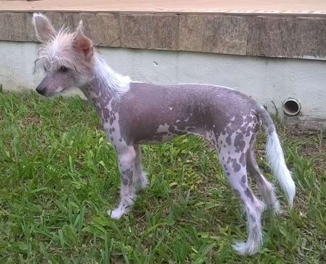 Hl Bridget Of Avalon Land