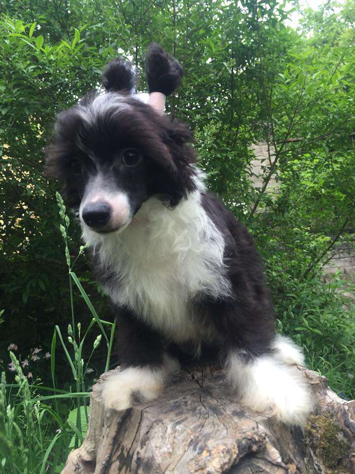 Warrior In Me Al Maarii Sapphire