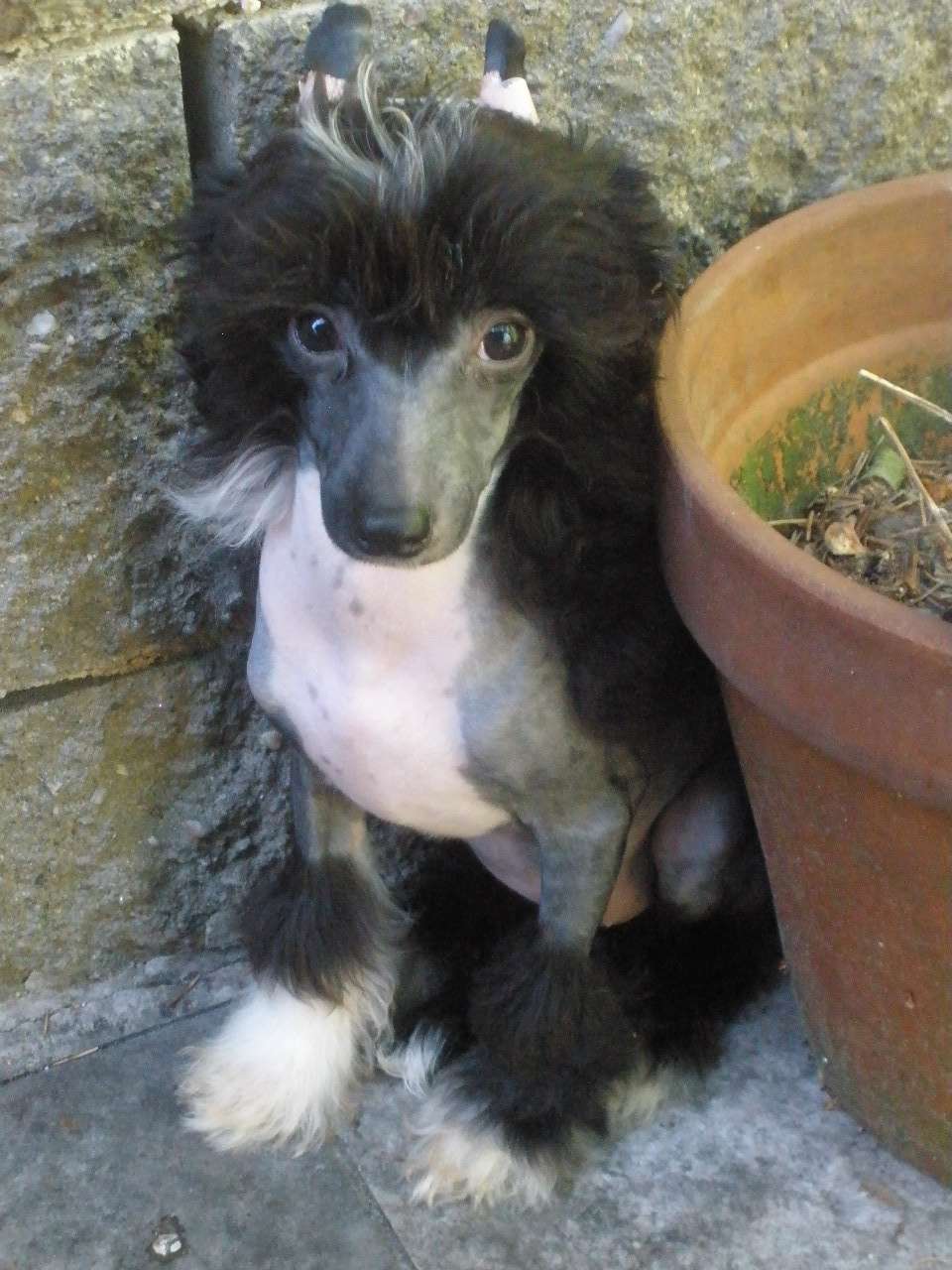 Wanetta in Black Al Maarii Sapphire