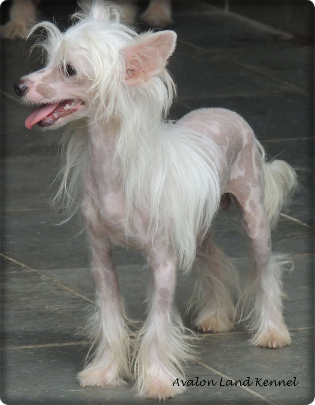 Chiclete Odie Skyrim