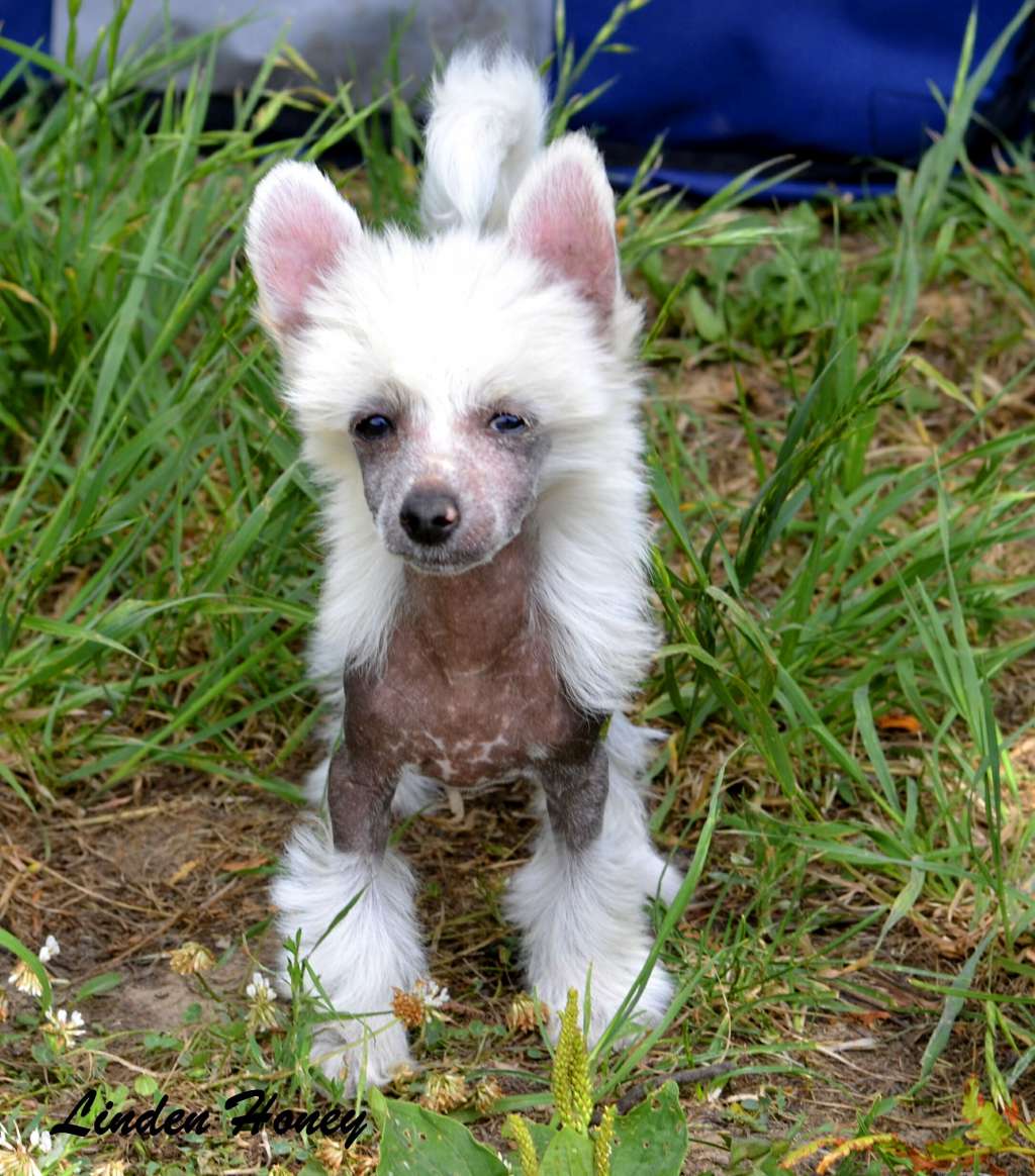 Legion of Dream Linden Honey