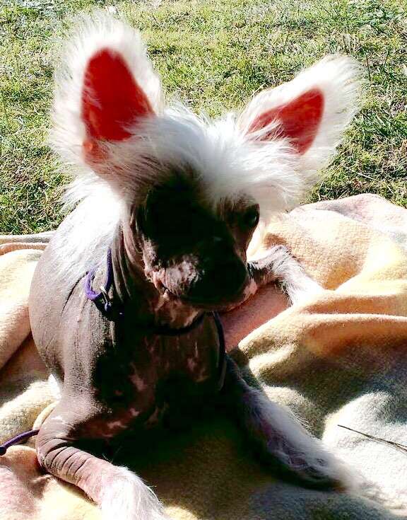 Chinois the naked gun