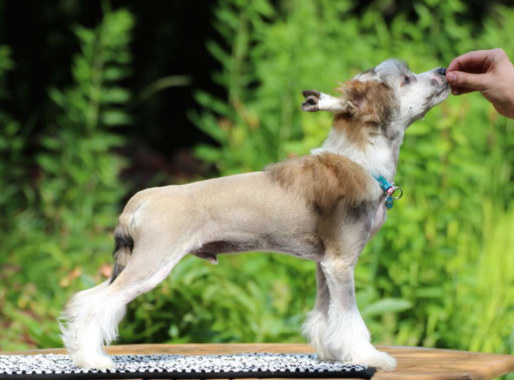 Maybell's Valiant Wind