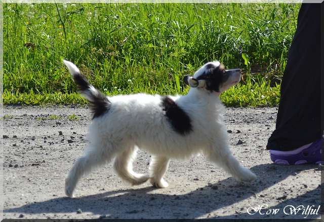 How Wilful Chinese Tabloid