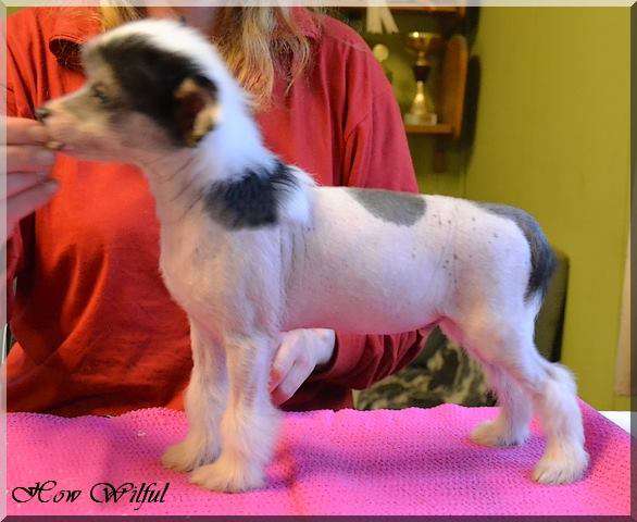 How Wilful Chinese Twinkle