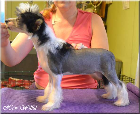 How Wilful Chinese Tassel