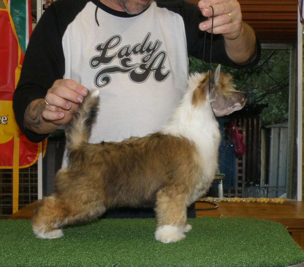 Karakush Behind The Veil