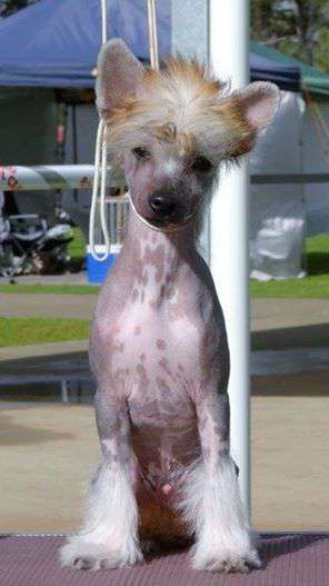 Karakush Going Commando