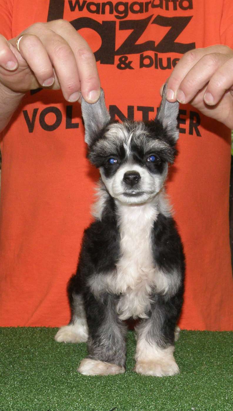 Karakush Doz My Bum Luk Big In This